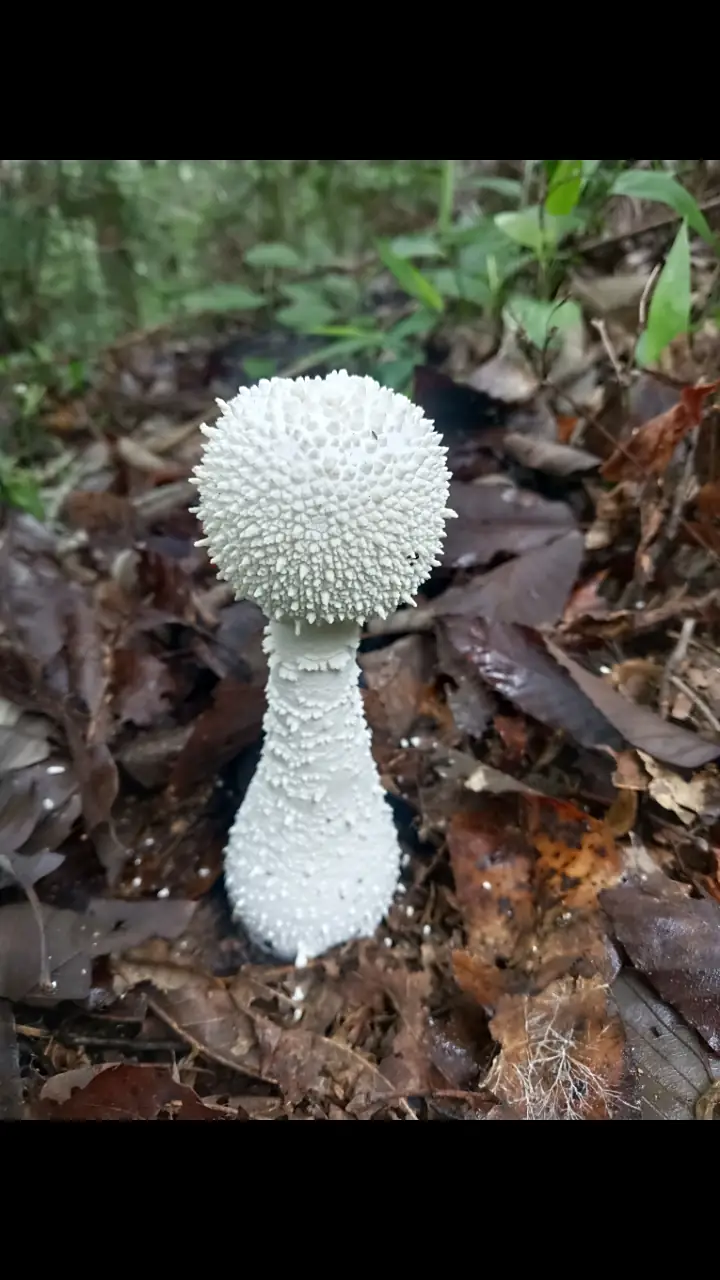 致命鹅膏属毒蘑菇识别与临床处理指南-第1张图片-医海无涯